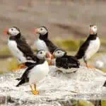 Puffins on Farne Islands return each spring to nest in grassy burrows, creating one of England’s most memorable wildlife experiences.