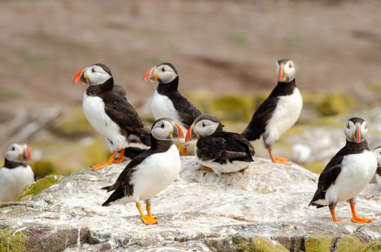 Puffins on Farne Islands return each spring to nest in grassy burrows, creating one of England’s most memorable wildlife experiences.