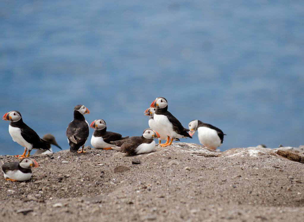 Puffins on Farne Islands.