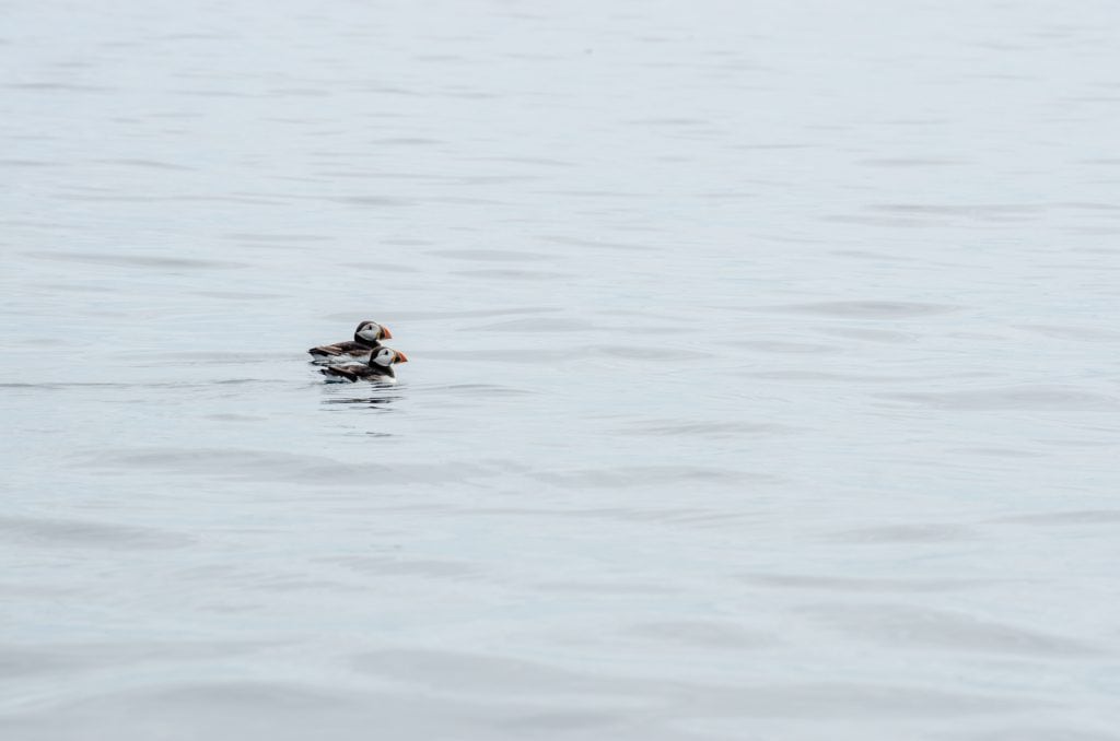 Puffins in water near Farne Islands