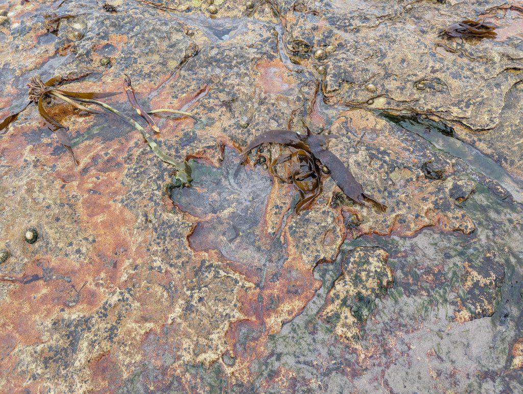 Details on the dinosaur's prints on the Isle of Arran beach.