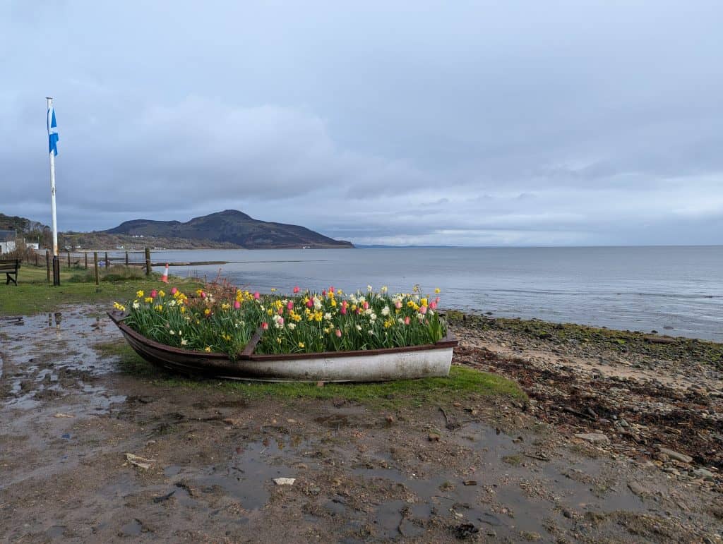 A boat on the Whiting Bay beach full of tulips with Holy Islands in the background.